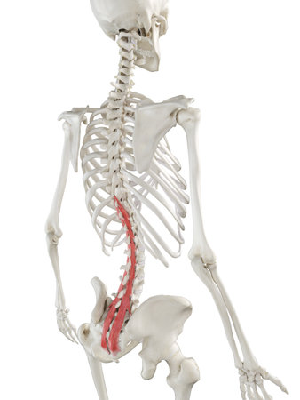 3d rendered medically accurate illustration of a womans Multifidus