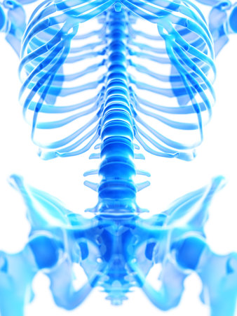 3d rendered medically accurate illustration of the lumbar spine