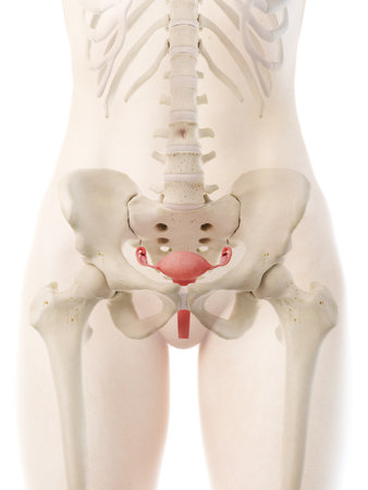 3d rendered medically accurate illustration of a womans uterusの写真素材