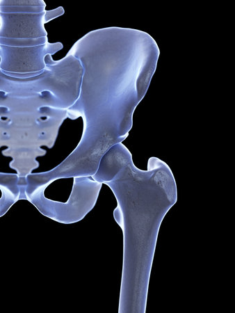 3d rendered medically accurate illustration of the hip joint