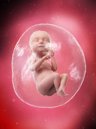 3d rendered medically accurate illustration of a fetus - week 38