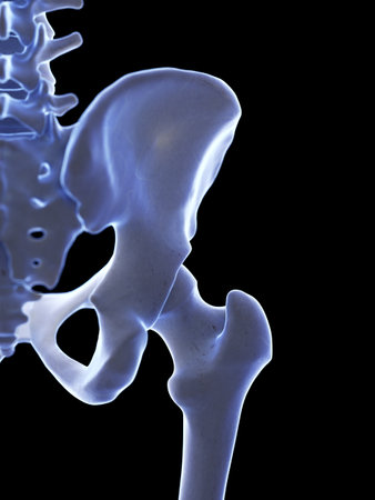 3d rendered medically accurate illustration of the hip joint