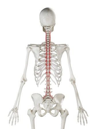3d rendered medically accurate illustration of a womans Rotatores