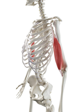 3d rendered medically accurate illustration of a womans Biceps