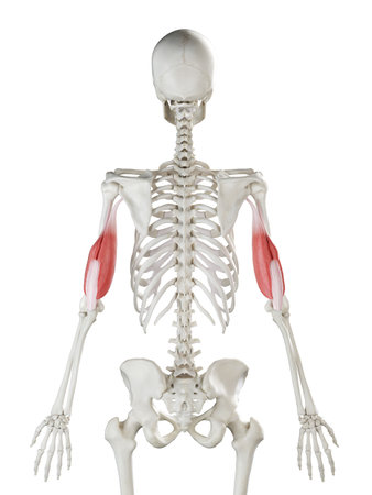 3d rendered medically accurate illustration of a womans Tricepsの写真素材