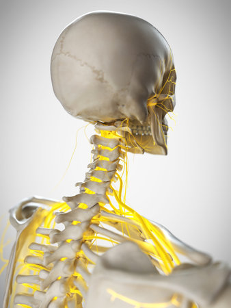 3d rendered medically accurate illustration of the necks of the nerve