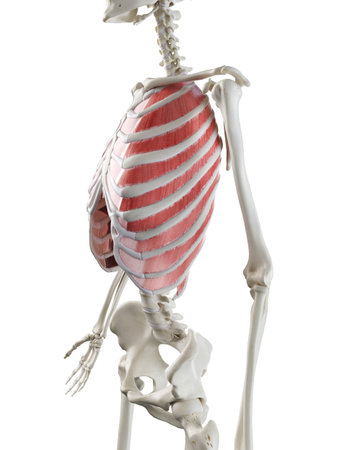 3d rendered medically accurate illustration of a womans Outer Intercostals