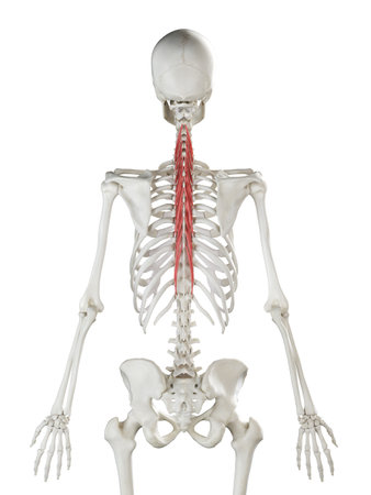 3d rendered medically accurate illustration of a womans Semispinalis Thoracis