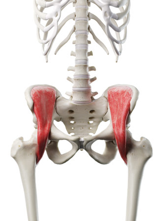 3d rendered medically accurate illustration of a womans Iliacus muscleの写真素材