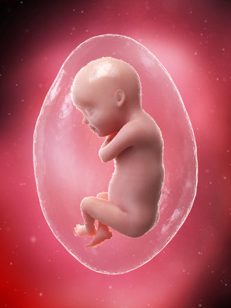 3d rendered medically accurate illustration of a fetus - week 30