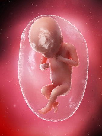 3d rendered medically accurate illustration of a fetus - week 18の写真素材