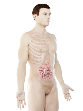 3d rendered medically accurate illustration of a mans small intestineの写真素材