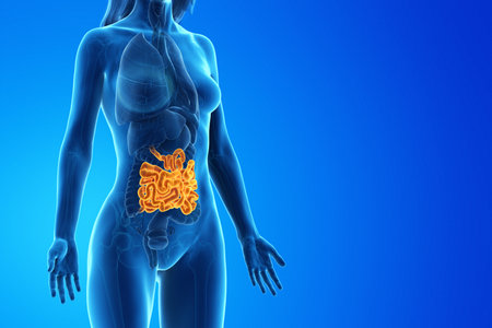 3d rendered medically accurate illustration of a womans small intestineの写真素材