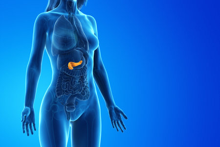 3d rendered medically accurate illustration of a womans pancreasの写真素材