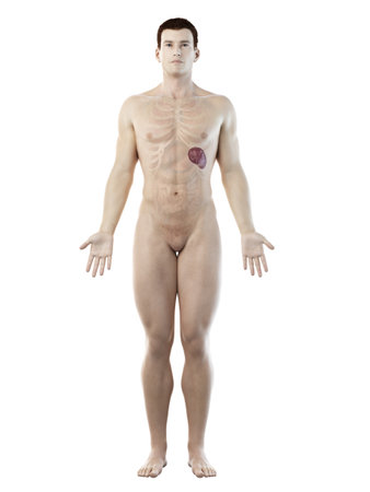 3d rendered medically accurate illustration of a mans spleenの写真素材