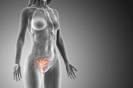 3d rendered medically accurate illustration of a womans uterusの写真素材