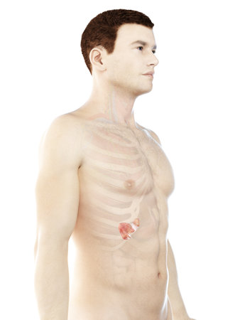3d rendered medically accurate illustration of a mans pancreasの写真素材