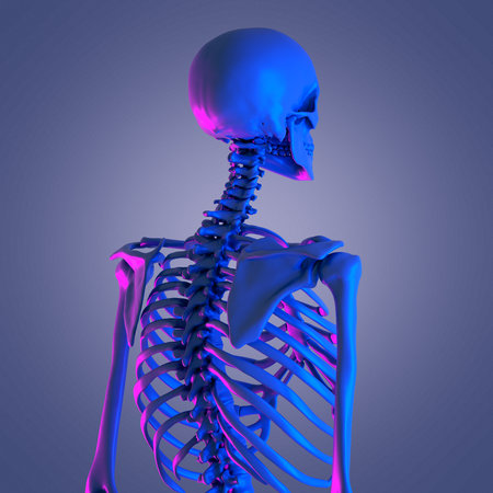 3d rendered abstract rendering of the skeletal backの写真素材