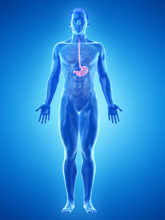 3d rendered medically accurate illustration of a mans stomachの写真素材