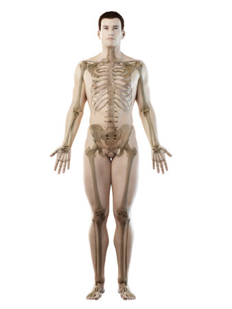 3d rendered medically accurate illustration of a mans skeletonの写真素材