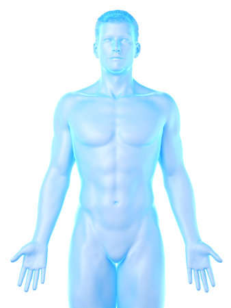 3d rendered medically accurate illustration of a mans bodyの写真素材