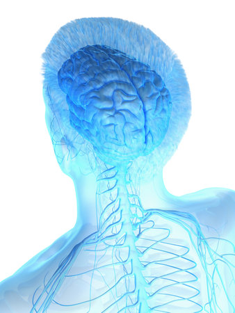 3d rendered medically accurate illustration of a mans brainの写真素材