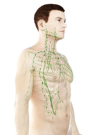 3d rendered medically accurate illustration of a mans lymphatic systemの写真素材