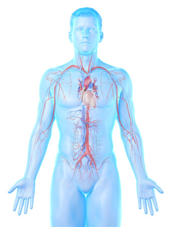3d rendered medically accurate illustration of a mans vascular systemの写真素材