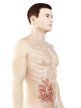 3d rendered medically accurate illustration of a mans small intestineの写真素材