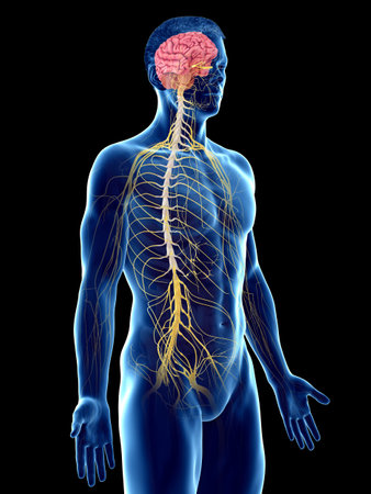 3d rendered medically accurate illustration of a mans nervous systemの写真素材