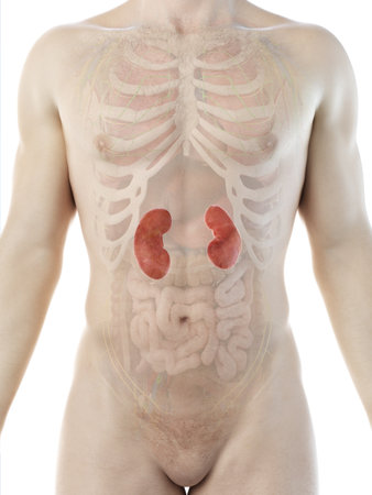 3d rendered medically accurate illustration of a mans kidneysの写真素材