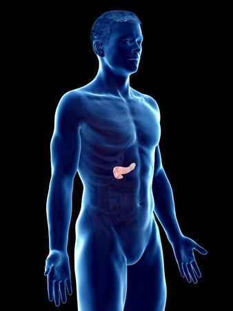 3d rendered medically accurate illustration of a mans pancreasの写真素材