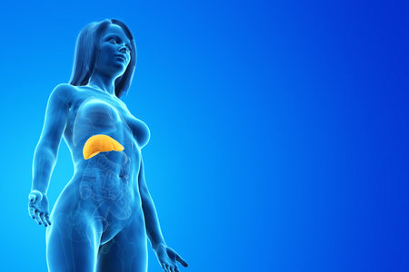 3d rendered medically accurate illustration of a womans liverの写真素材