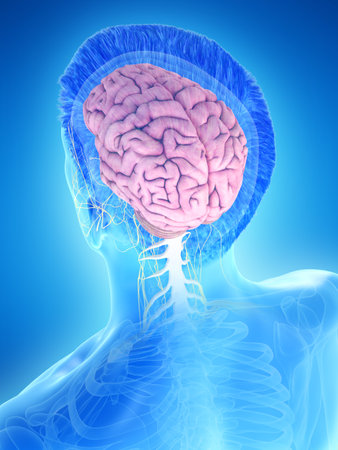 3d rendered medically accurate illustration of a mans brain
