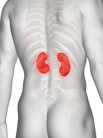 3d rendered medically accurate illustration of a mans kidneys