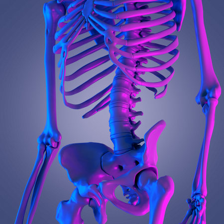 3d rendered abstract rendering of the lower spineの写真素材