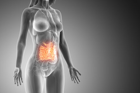 3d rendered medically accurate illustration of a womans small intestineの写真素材