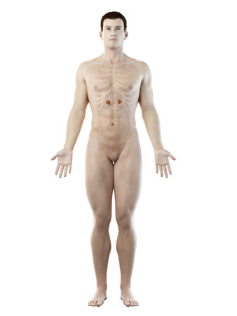 3d rendered medically accurate illustration of a mans adrenal glands