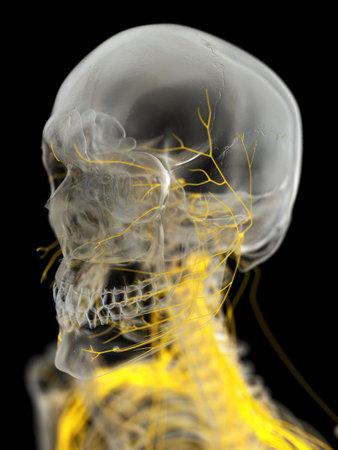 3d rendered medically accurate illustration of the facial nervesの写真素材