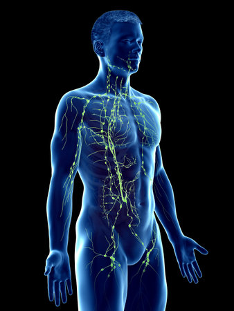 3d rendered medically accurate illustration of a mans lymphatic systemの写真素材