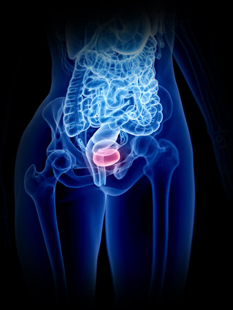 3d rendered medically accurate illustration of a womans bladder