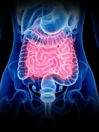 3d rendered medically accurate illustration of a womans small intestine