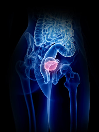 3d rendered medically accurate illustration of a womans bladderの写真素材