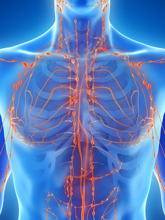 3d rendered medically accurate illustration of a mans lymphatic system