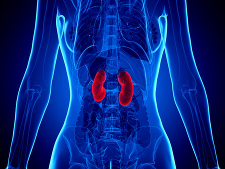 3d rendered medically accurate illustration of a womans kidneys