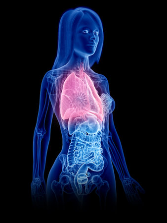 3d rendered medically accurate illustration of a womans lungの写真素材