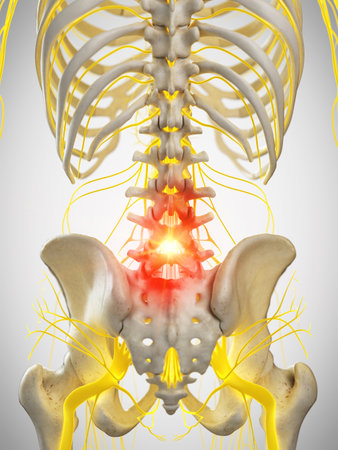 3d rendered medically accurate illustration of the nerves of the back