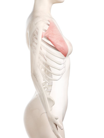 3d rendered medically accurate illustration of a womans Pectoralis Majorの写真素材