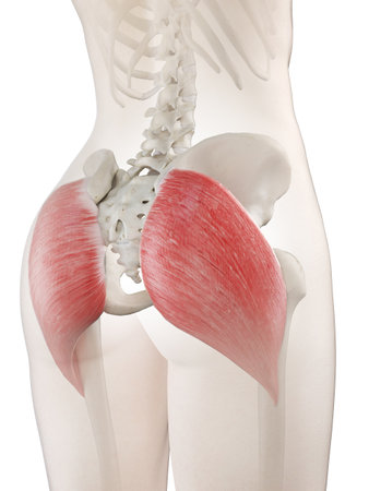3d rendered medically accurate illustration of a womans gluteus maximus