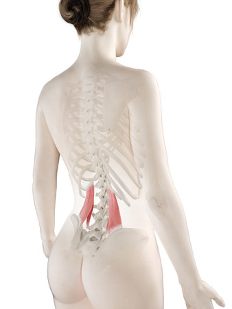 3d rendered medically accurate illustration of a womans Quadratus Lumborumの写真素材